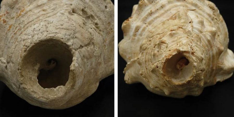 Aceste cochilii de scoici ar fi fost folosite ca instrumente muzicale în urmă cu 6.000 de ani, conform arheologilor