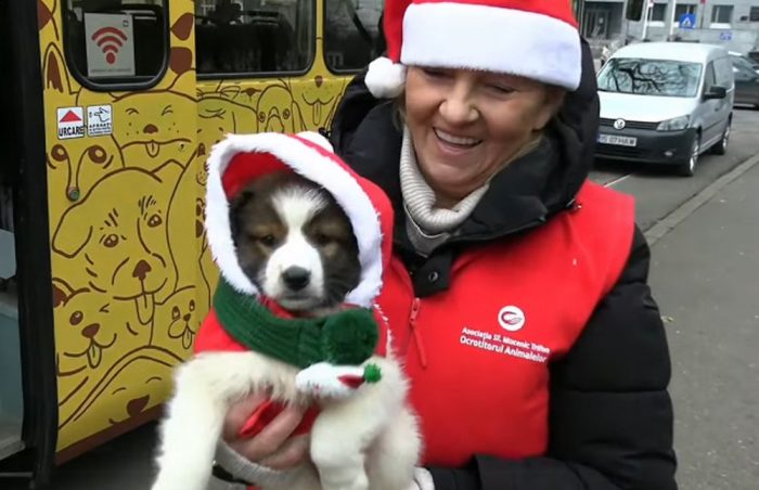 Campanie specială la Iași, înainte de Crăciun! Donații pentru animalele abandonate, colectate într-un tramvai