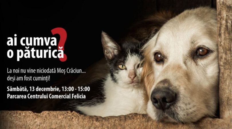 Cel mai mare eveniment caritabil pentru prietenii blănoși are loc pe 13 decembrie la Iași