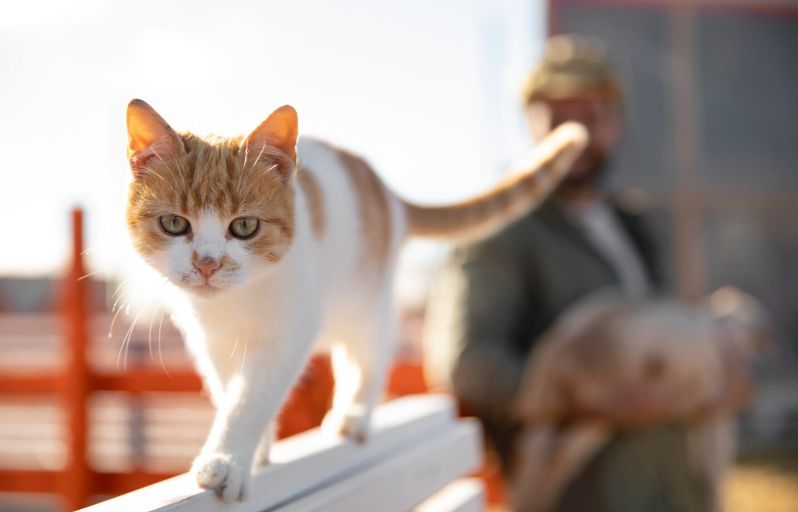 Cât de mult poate alearga o pisică?