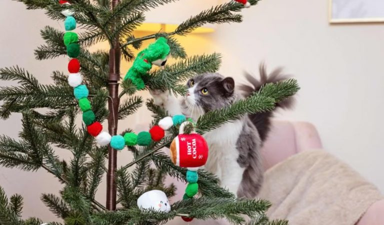 De ce pisicile sunt atrase de brazii de Crăciun?