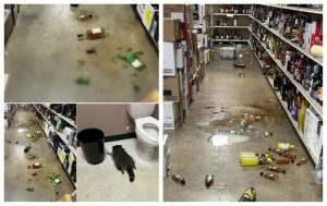 Râzi cu lacrimi! Un raton a pătruns într-un magazin și a spart mai multe sticle cu băuturi alcoolice. La final, a tras un pui de somn în baie