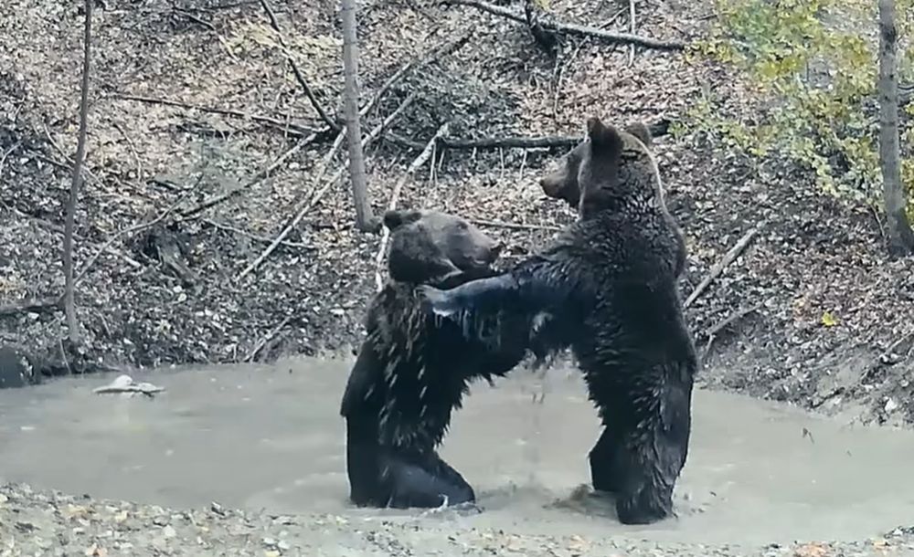 Doi urși, filmați în timp ce se joacă într-o baltă din Parcul Național Piatra Craiului. VIDEO