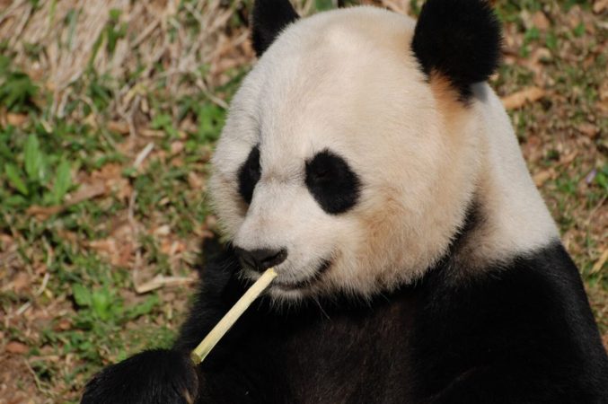 Japonia va rămâne fără urși panda pentru prima dată în 50 de ani. Gemenii Xiao Xiao și Lei Lei părăsesc Tokyo