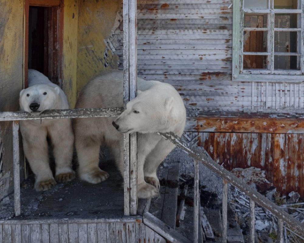 Imagini fabuloase cu urșii polari care s-au instalat la o stație de cercetare sovietică abandonată din zona Arcticii. Un fotograf i-a surprins în fapt