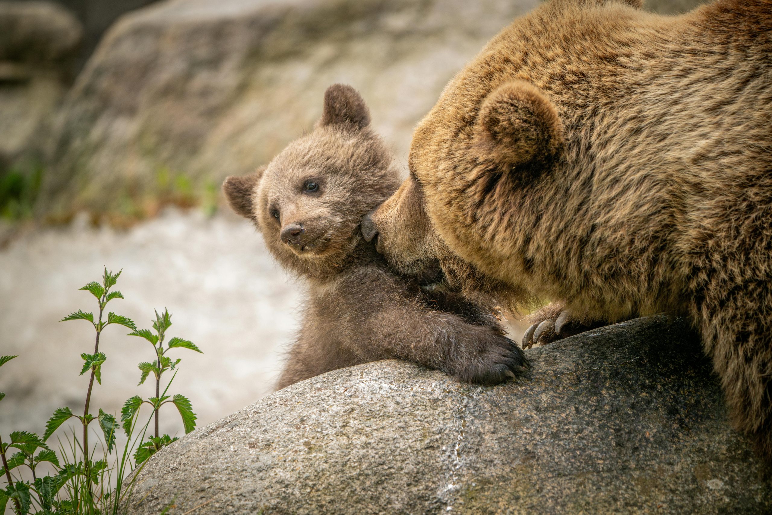 Urșii au un simț olfactiv fantastic. foto: pexels.com