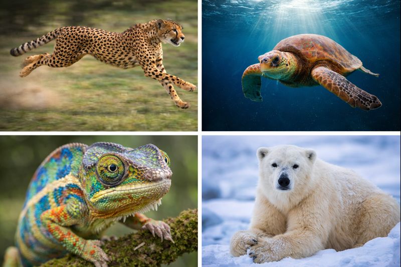 10 superputeri din regnul animal pe care ți-ai dori să le ai