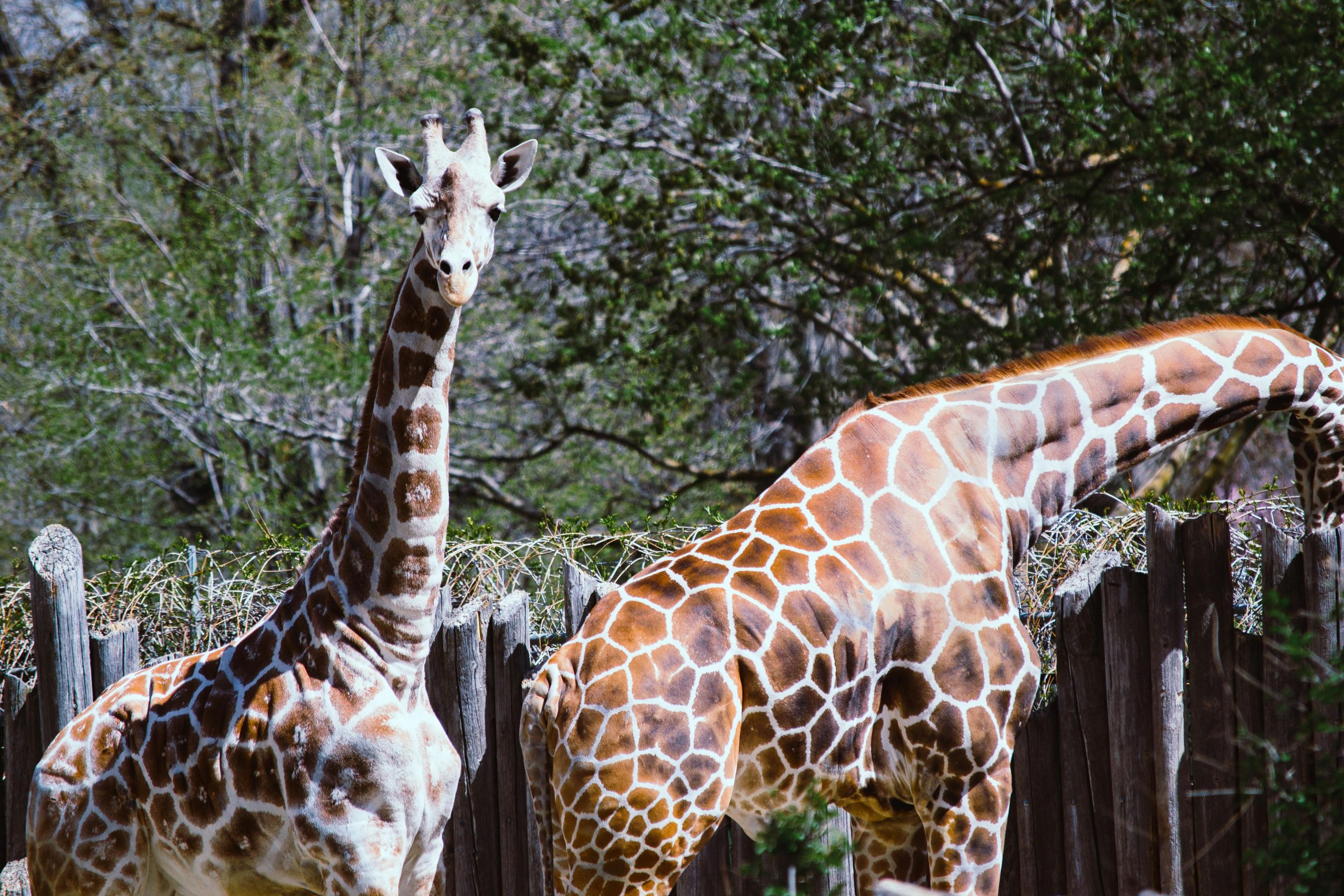 15 curiozități despe girafe. foto pexels.com