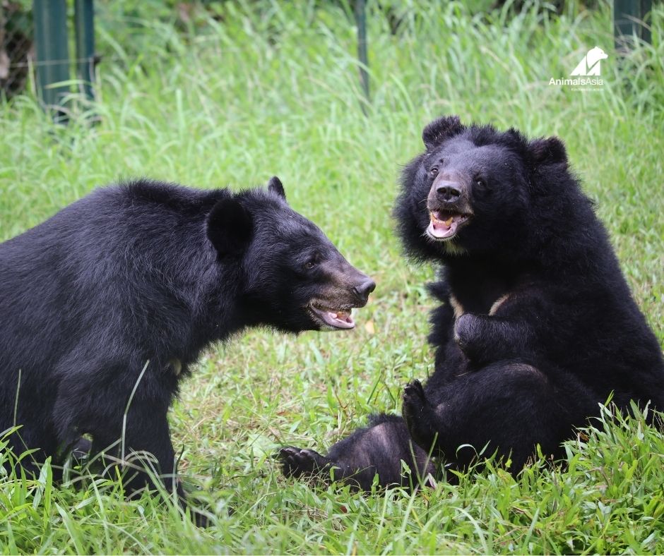 Ricky Gervais a donat pentru Animals Asia. Sursa foto: Ricky Gervais doneaza pentru animale. Sursa foto: https://www.facebook.com/AnimalsAsia