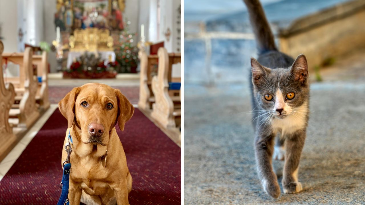 Animalele de companie merg la biserică în ritualuri spaniole. foto pexels.com