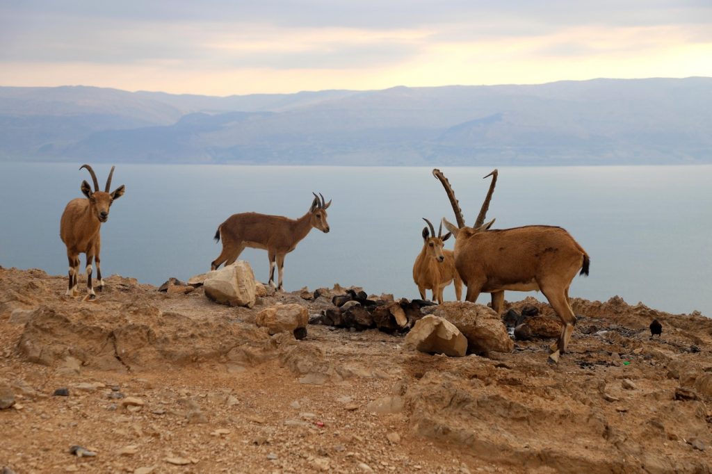 Arabia Saudită eliberează capre nubiene și gazele pe cale de dispariție în Parcul Al Soudah. foto Profimedia