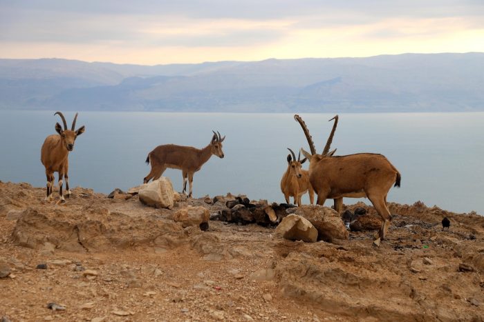 Arabia Saudită eliberează capre nubiene și gazele pe cale de dispariție în Parcul Al Soudah