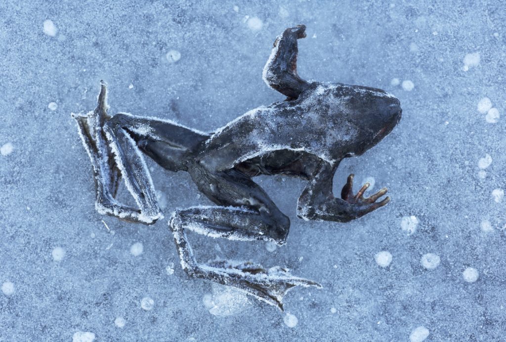 Broasca de lemn din Alaska poate supraviețui înghețului crunt. Cum revine la viață?