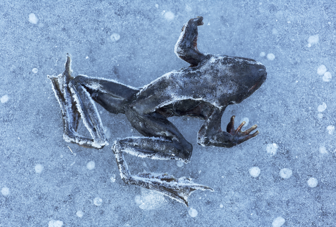 Broasca de lemn din Alaska poate supraviețui înghețului crunt. foto Profimedia