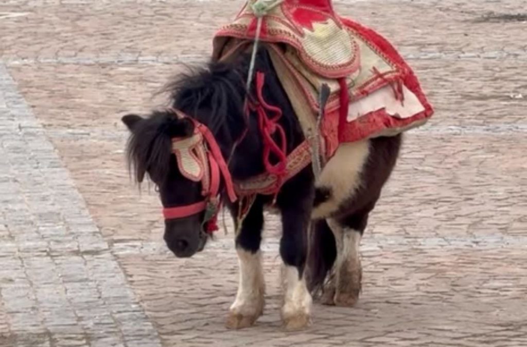 Poneiul Halima salvat de pe strazile din Maroc. Foto: Sursa video: https://www.instagram.com/oks_roman/