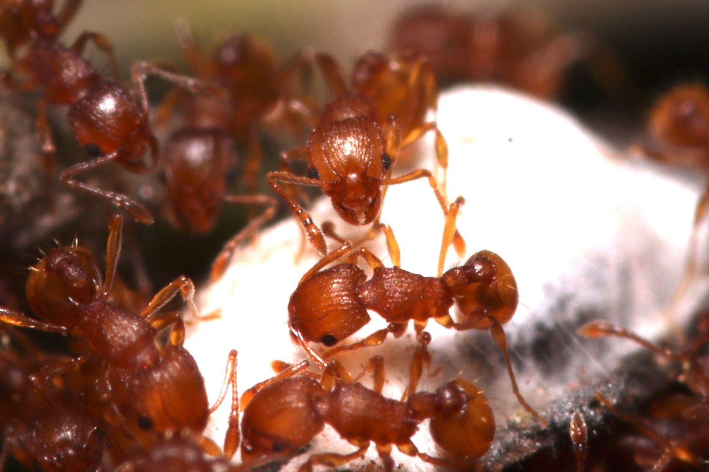 Ce este „furnica electrică”, specia invazivă care amenință Europa. foto Profimedia