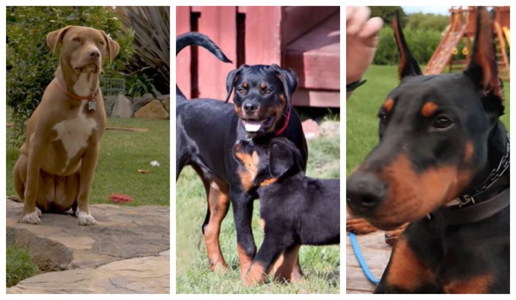 Cei mai agresivi câini! Acestea sunt cele 10 rase de câini cu cele mai multe șanse de a manifesta agresivitate