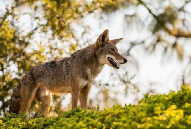 Coioții, singurele animale care manifestă doliu față de partenerul de viață