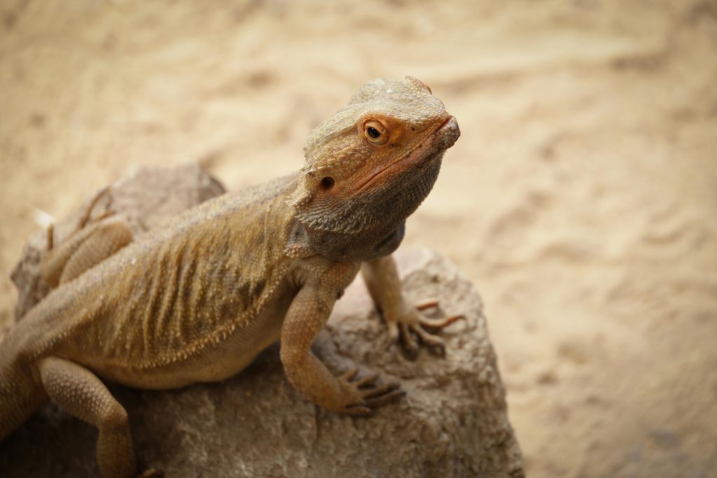 Creștere alarmantă a numărului de animale exotice abandonate, pe fondul costurilor ridicate la energie