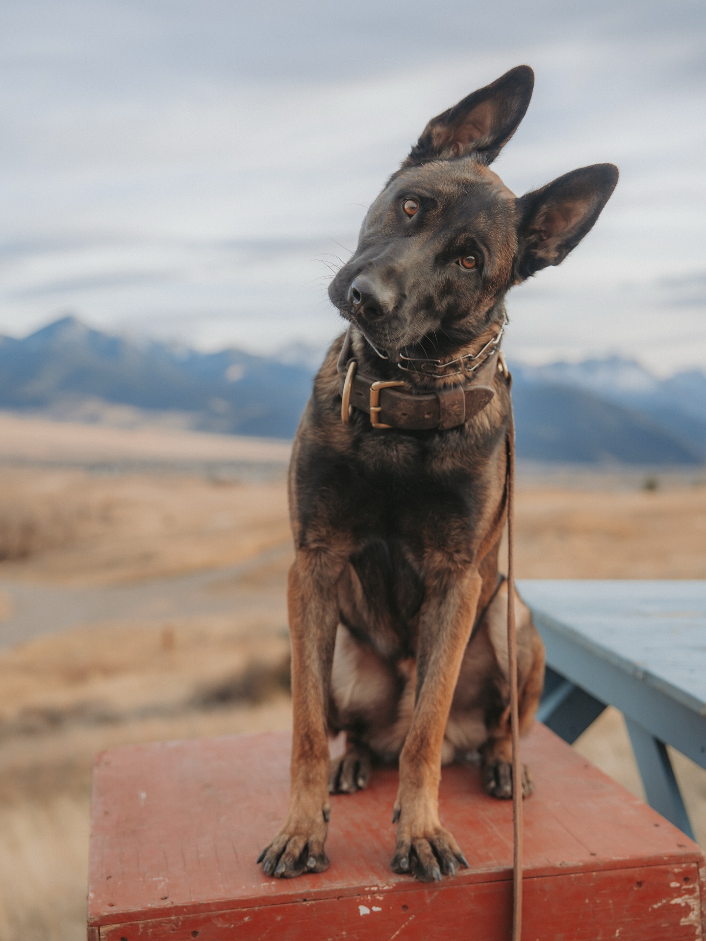 Svalinn a înregistrat venituri totale de 2,97 milioane de dolari și a fost profitabilă în 2024. foto Facebook Svalinn