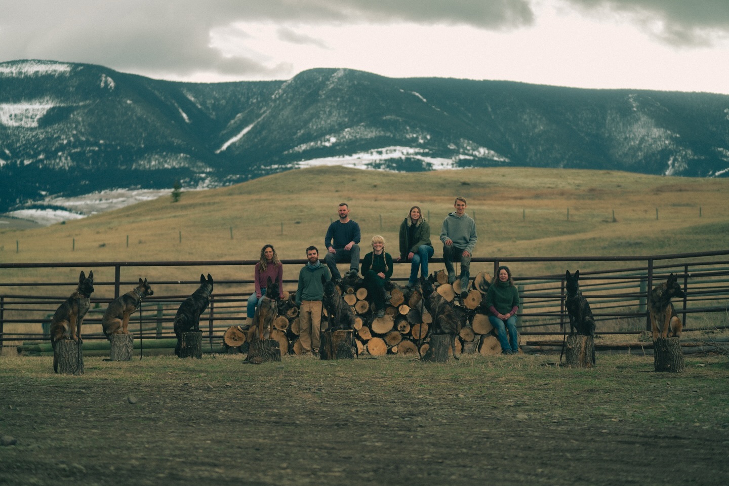 Până la 46 de câini metiși trăiesc simultan pe ferma companiei, situată într-un oraș cu 9.000 de locuitori. foto Facebook Svalinn
