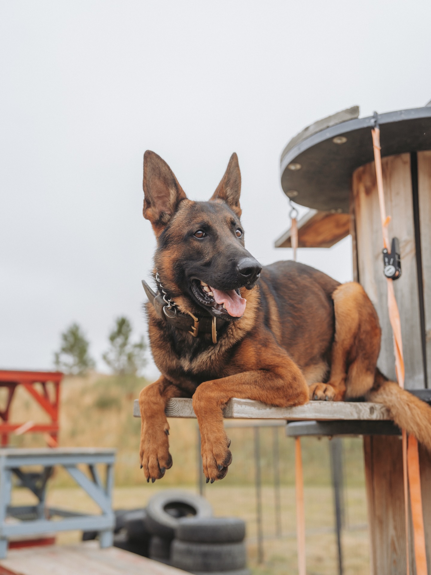 Svalinn crește, antrenează și vinde câini special pregătiți să protejeze, să trăiască și să călătorească alături de familii foarte bogate. foto Facebook Svalinn