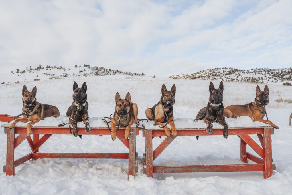 Cum a reușit o femeie să vândă câini cu suma astronomică de 175.000 de dolari. Afacerea inedită la care s-a gândit