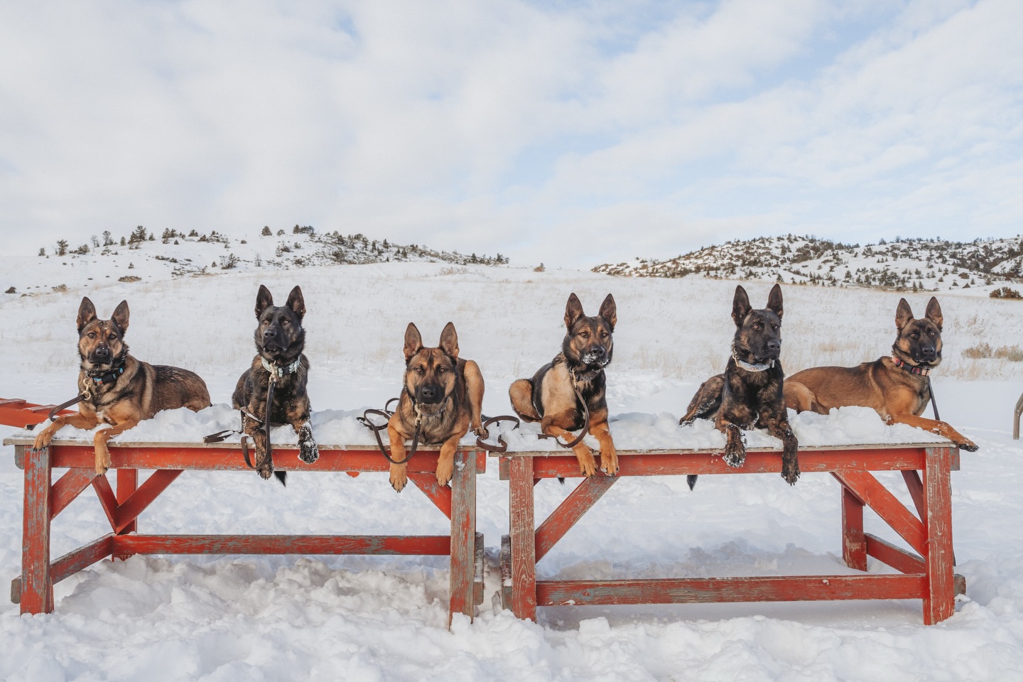 Cum a reușit o femeie să vândă câini cu suma astronomică de 175.000 de dolari. foto Facebook Svalinn