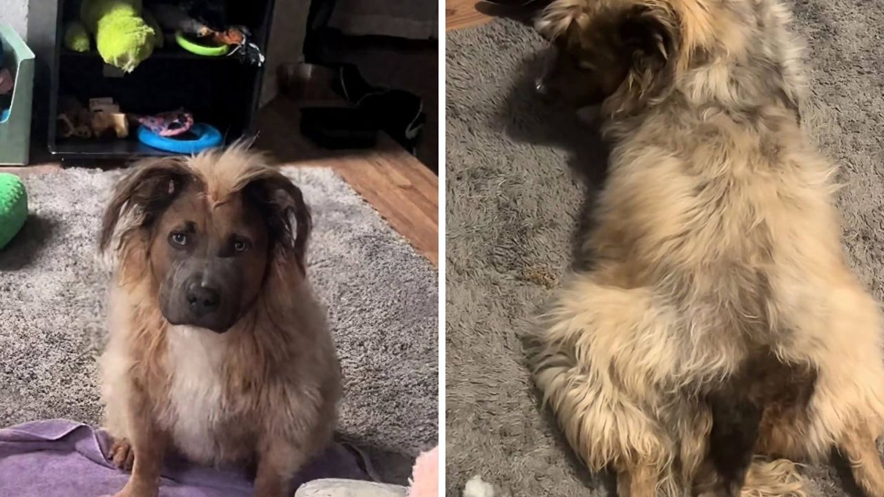 Cum arată pit bull-ul cu păr. foto TikTok joannaleighmeadow