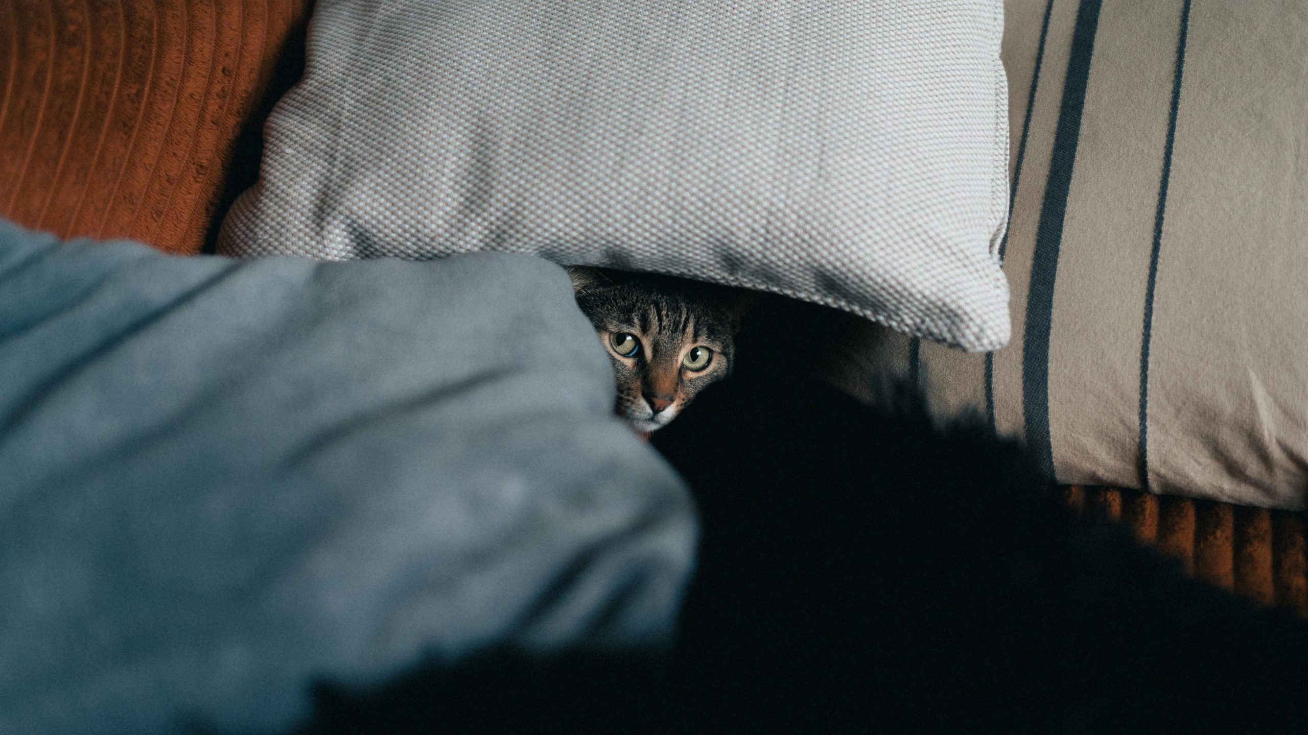 De ce doarme pisica pe perna ta. foto pexels.com