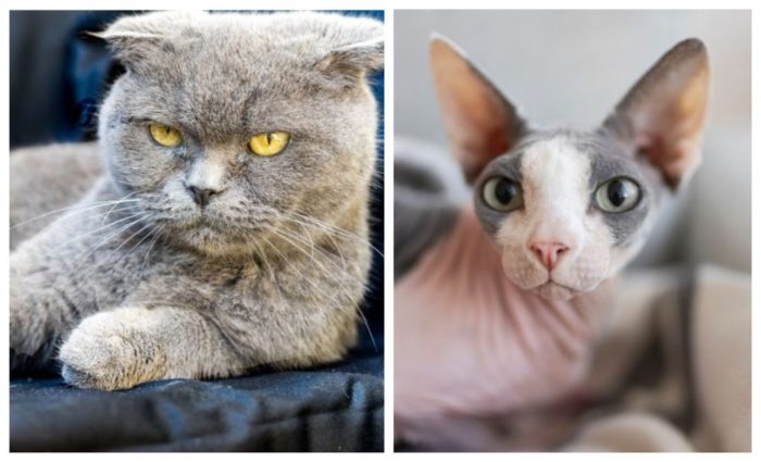 Două rase de pisici extrem de populare, scoase în afara legii în Olanda. Ce sancțiuni riscă proprietarii