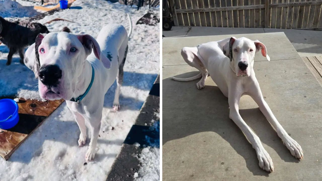 El este Samsyhn, un Dog german de 103 de centimetri din Iowa. foto Fast Tracks / Cedar Falls