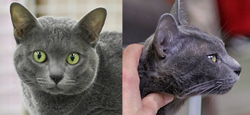 Korat Cat. Sursa foto: https://commons.wikimedia.org/wiki/File:Face_et_profil_du_korat.JPG