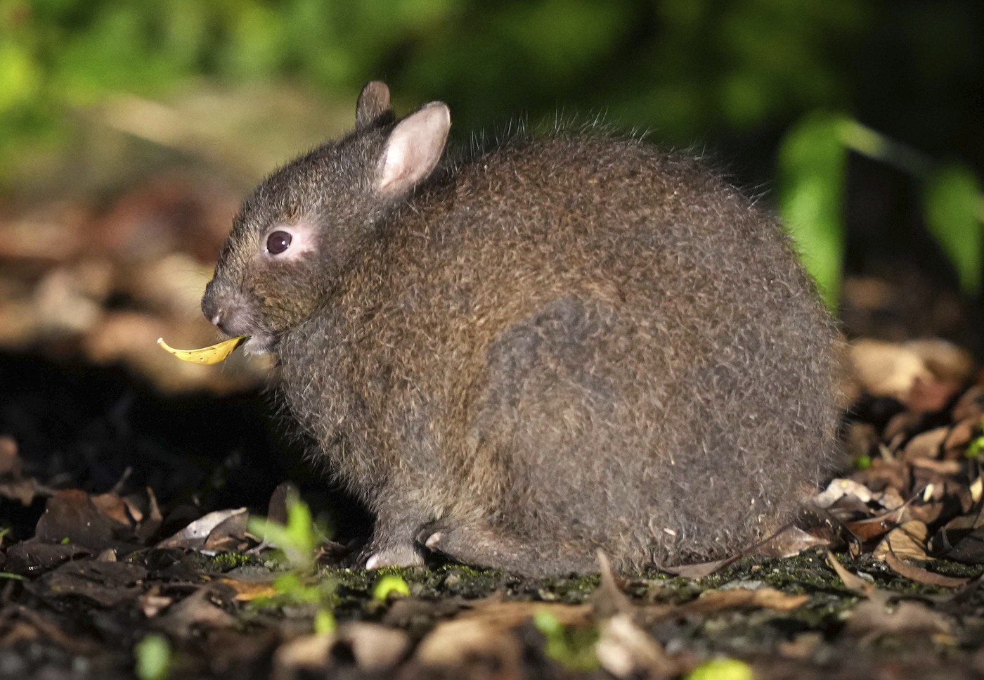 Amami, „iepurașul gotic” și o adevărată fosilă vie. foto Profimedia