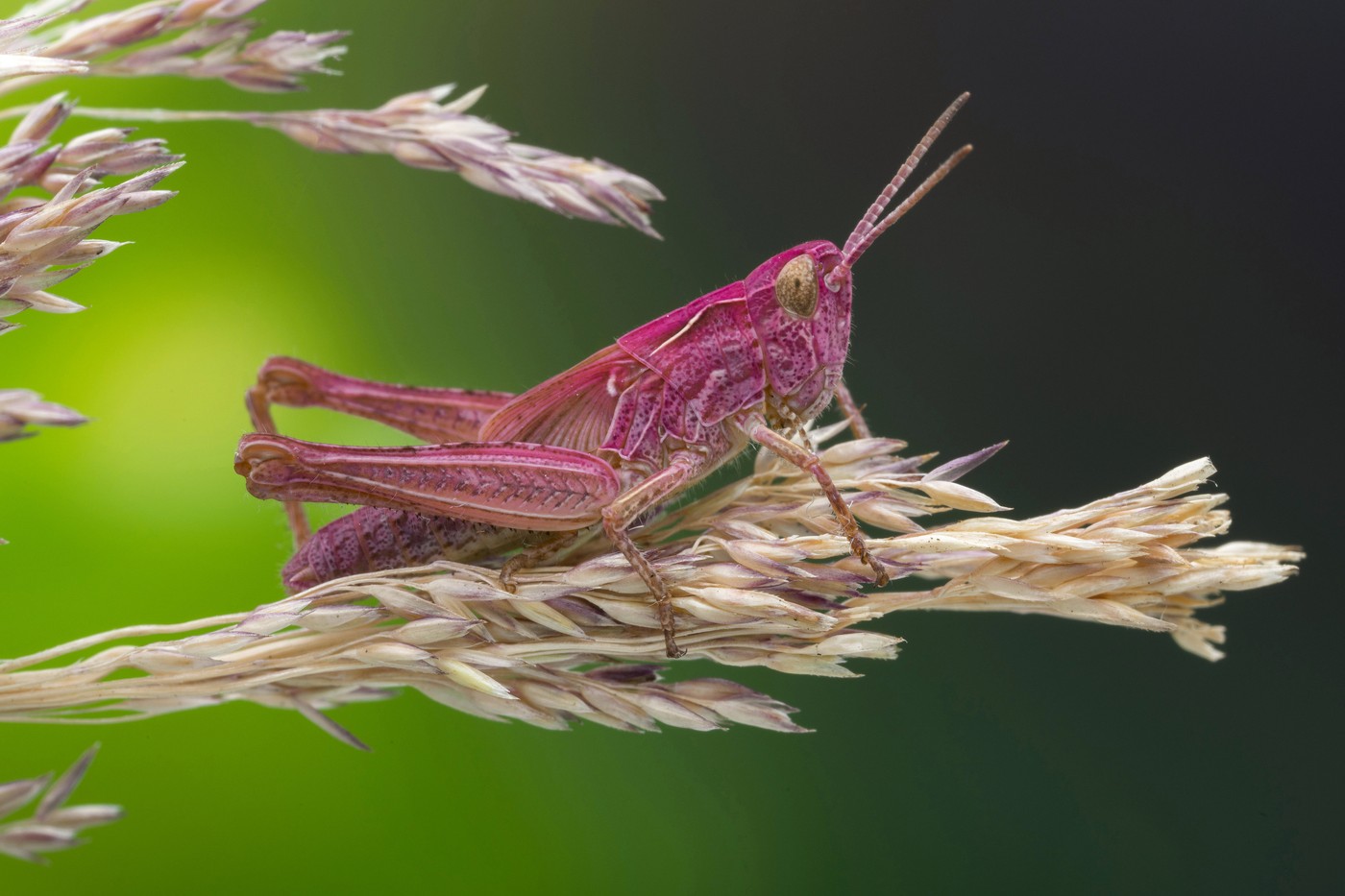 Lăcustă roz „extrem de rară”, observată în Noua Zeelandă. sursa foto Profimedia