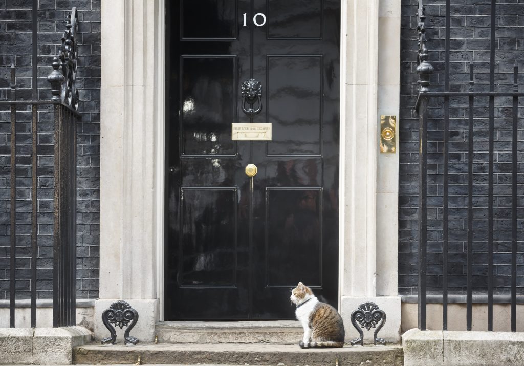 Motanul Larry de pe Downing Street a implinit 19 ani. Foto: Drop of Light / Shutterstock.com 