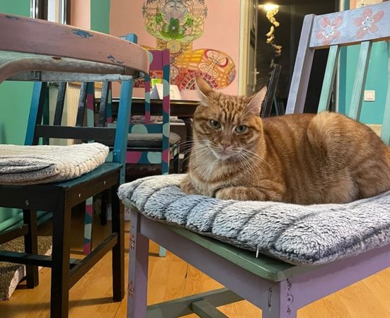 Miau Cafe, în pragul închiderii! Cafeneaua cu pisici din București caută soluții urgente pentru animale și o nouă locație