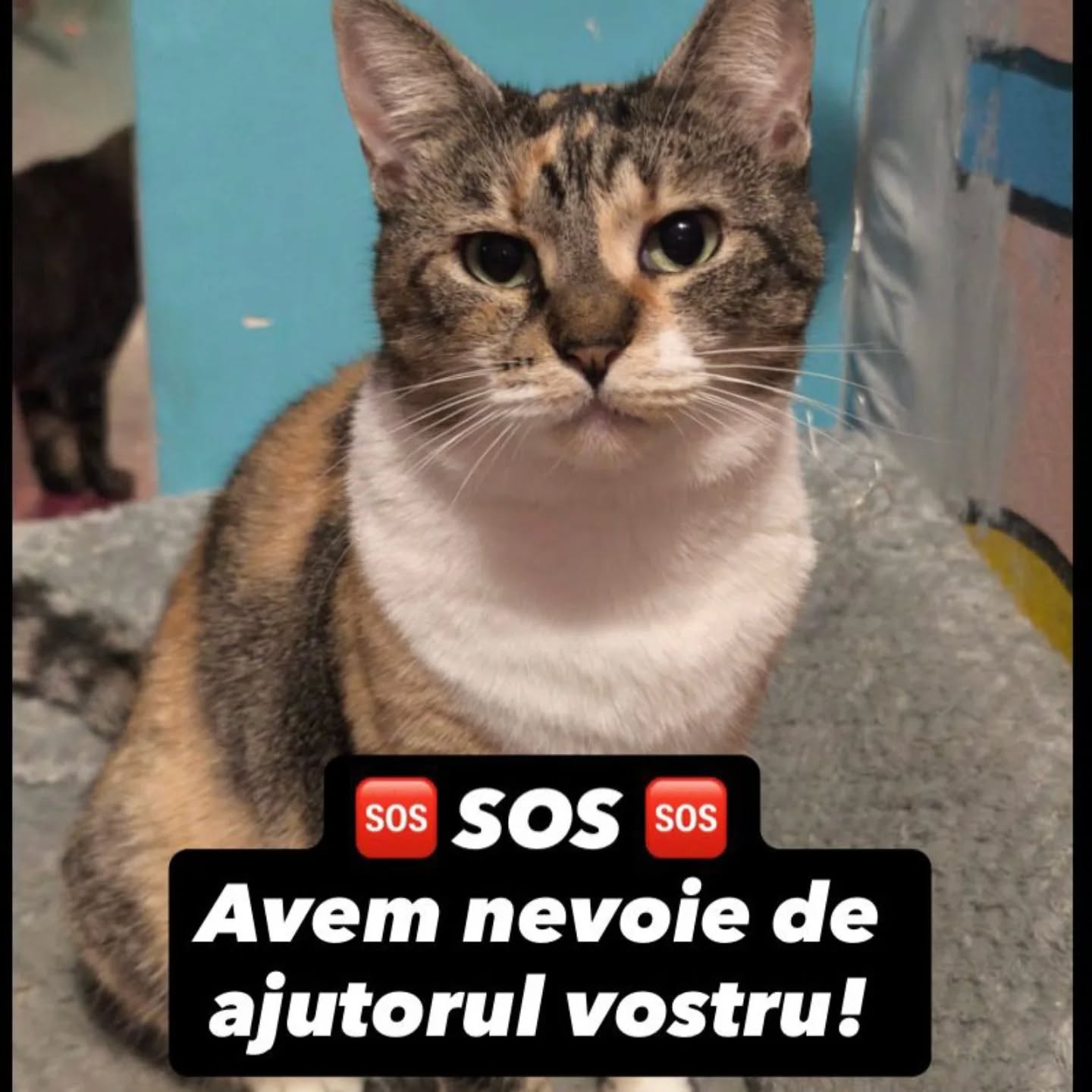 Spațiul a primit ordin de evacuare, iar echipa se confruntă cu probleme grave. sursa foto: Facebook