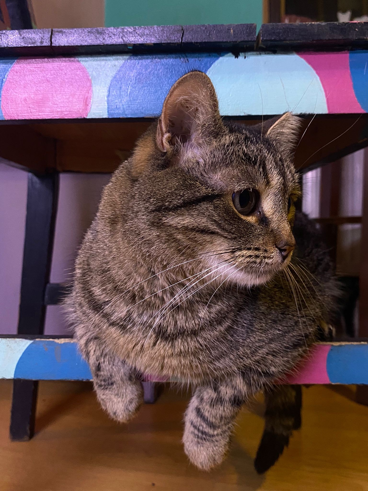 Situația s-ar fi agravat după ce proprietarul clădirii ar fi întrerupt furnizarea apei. sursa foto: Facebook