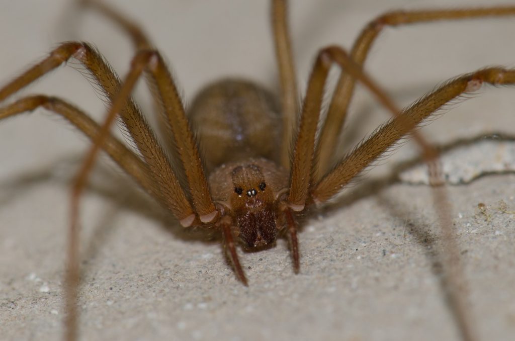 Mușcăturile de păianjen „vioară” din Marea Mediterană. foto Profimedia