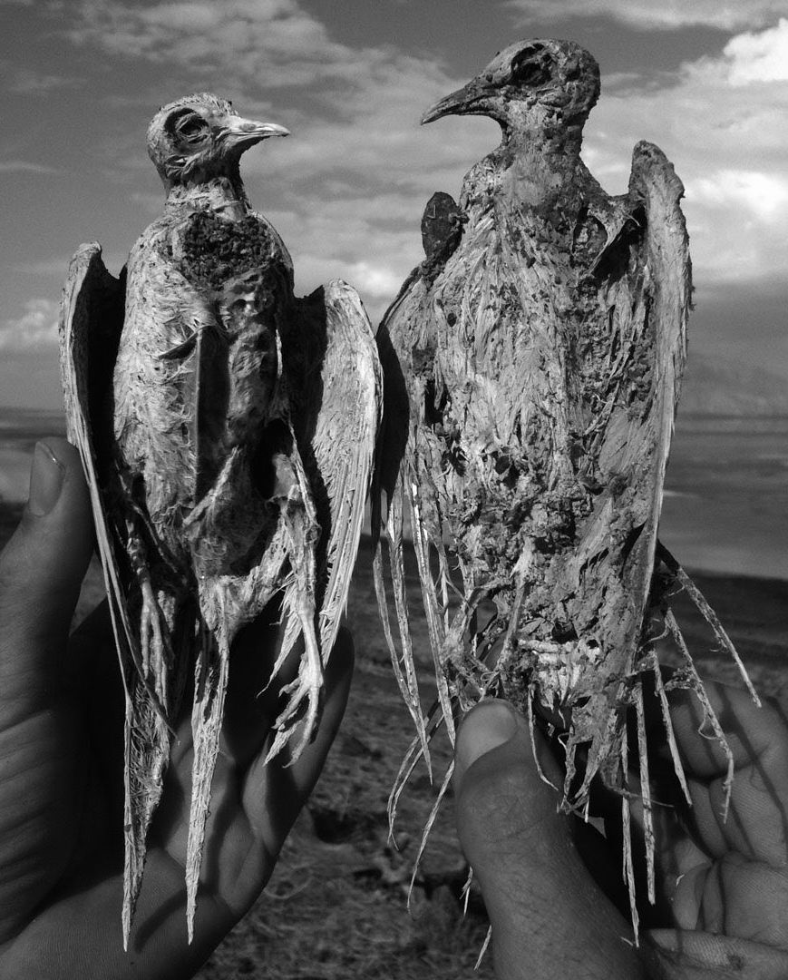 Brandt a așezat animalele moarte în poziții naturale înainte de a le fotografia. foto Instagram