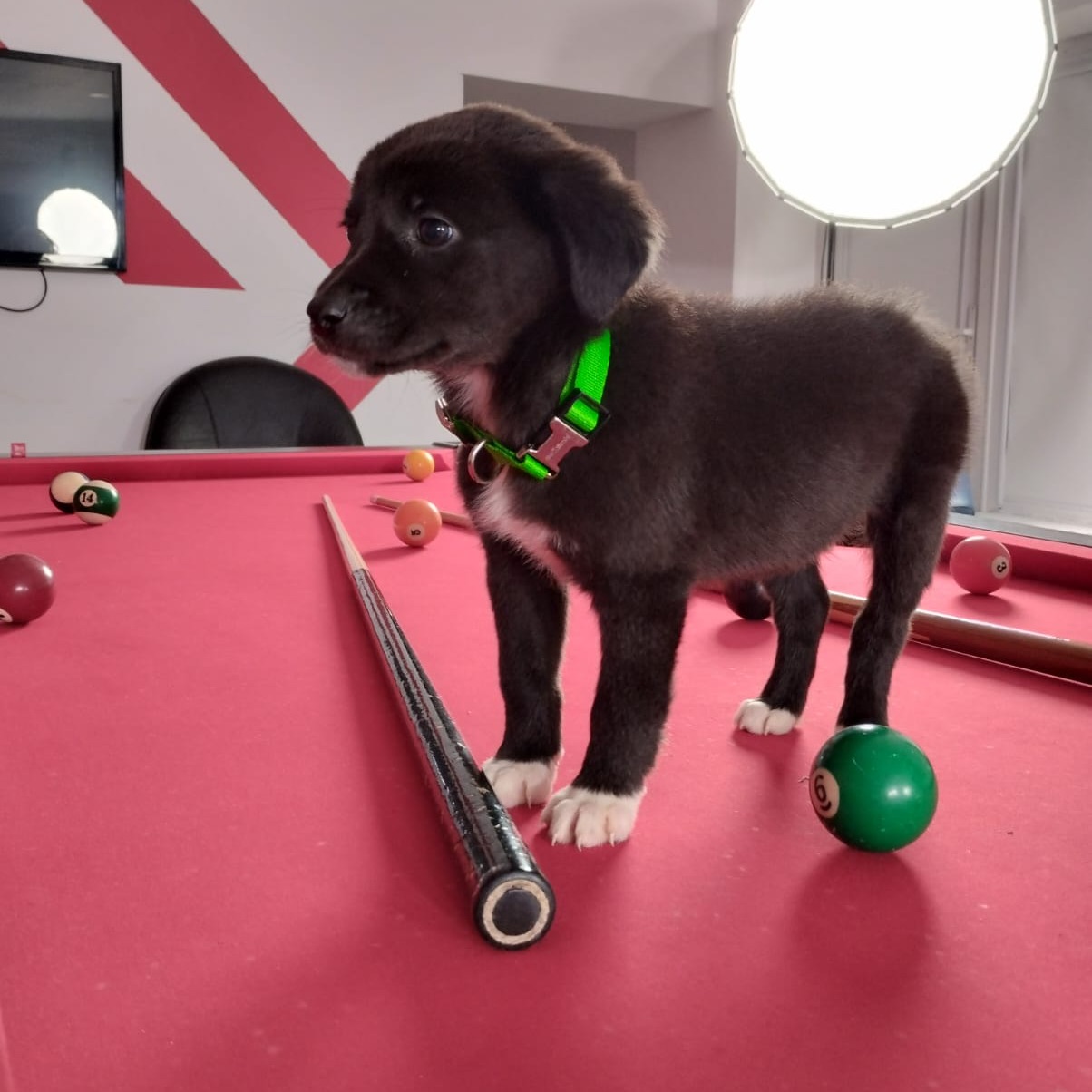 Numărul adopțiilor în București a crescut cu 40%. foto Facebook ASPA