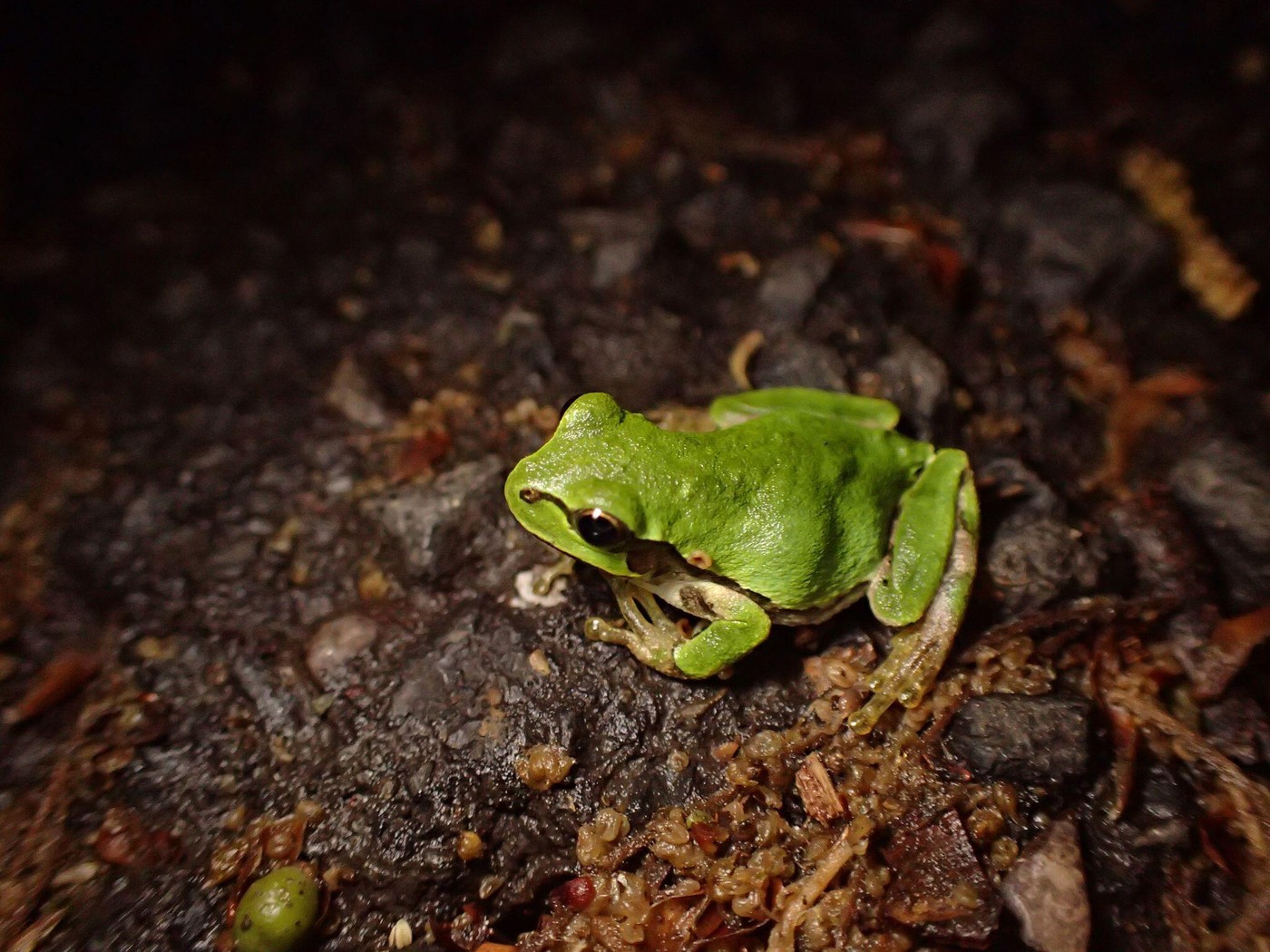 O bacterie din intestinul unei broaște elimină complet tumorile canceroase la șoareci, după o singură doză