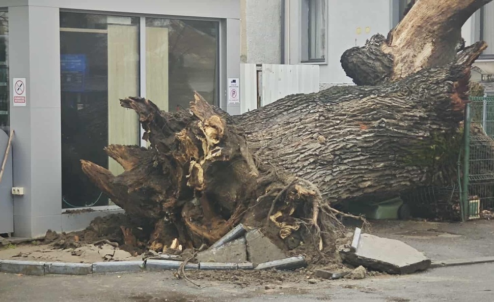 Stejar secular din București, martor al Codrilor Vlăsiei, s-a prăbușit. Foto Eco-Civica