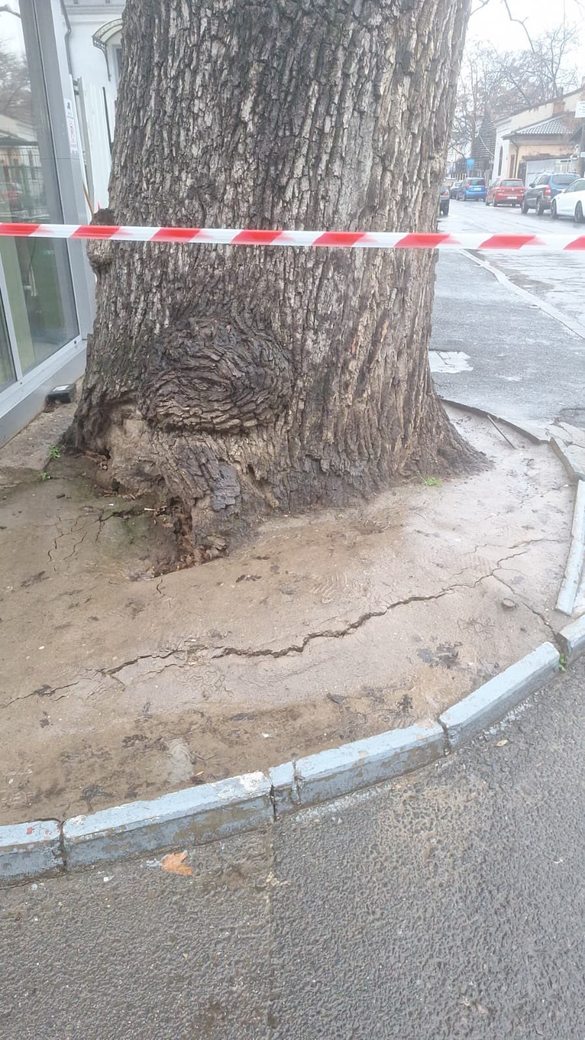 Acest copac nu a fost doar un arbore, ci o legătură vie cu istoria naturală a Capitalei, pierdută definitiv. Foto Eco Civica