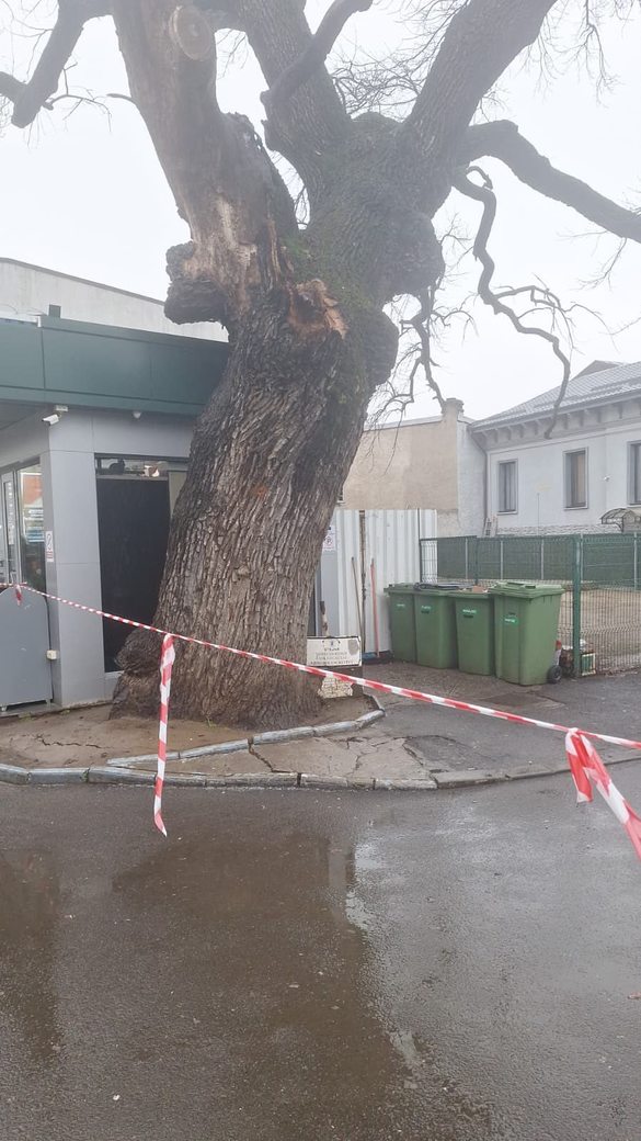A fost considerat unul dintre cei mai vechi arbori din București și un simbol rar al vechii păduri a Codrilor Vlăsiei. Foto Eco Civica