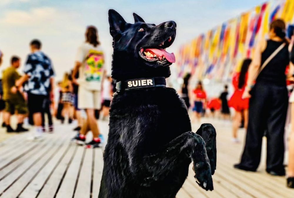 Șuier, câinele-polițist, a murit! Ciobănescul german s-a retras oficial în martie 2025