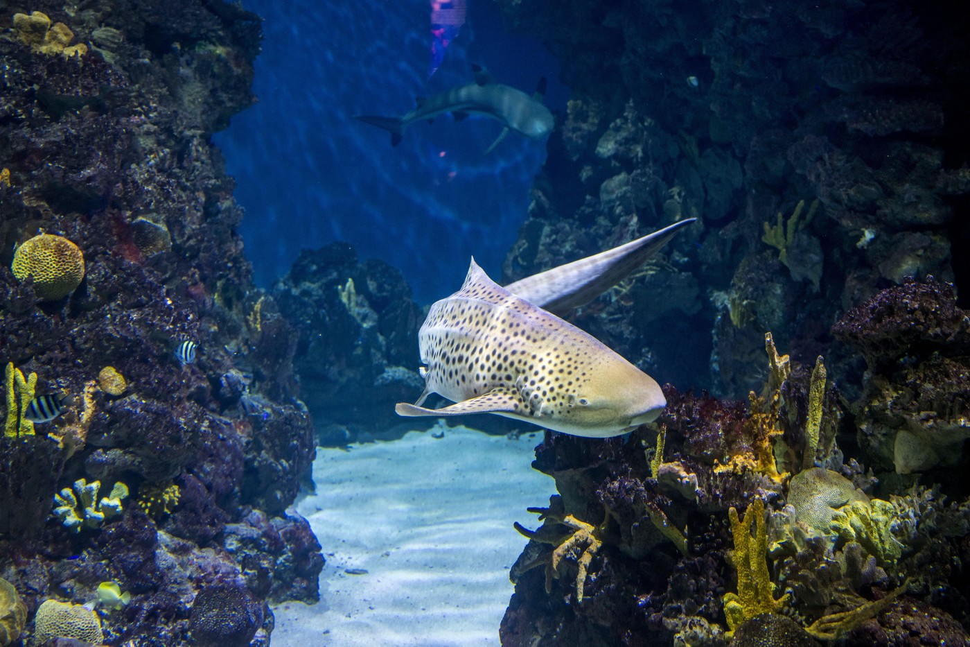 Sunt rechinii leopard periculoși sau agresivi? Ce trebuie să știi