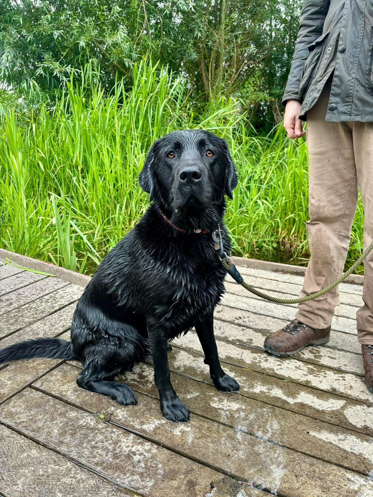 Câinele va avea nevoie de radioterapie, care costă 12.000 de lire sterline per cură. sursa foto Go Fund Me