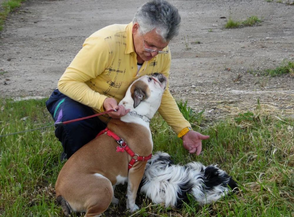 Zeci de animale pierdute după Revelion, din cauza petardelor şi artificiilor